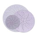3M™ Hookit™ Purple Premium Schleifscheibe 334U, 125 mm, Multihole, P500, 51041